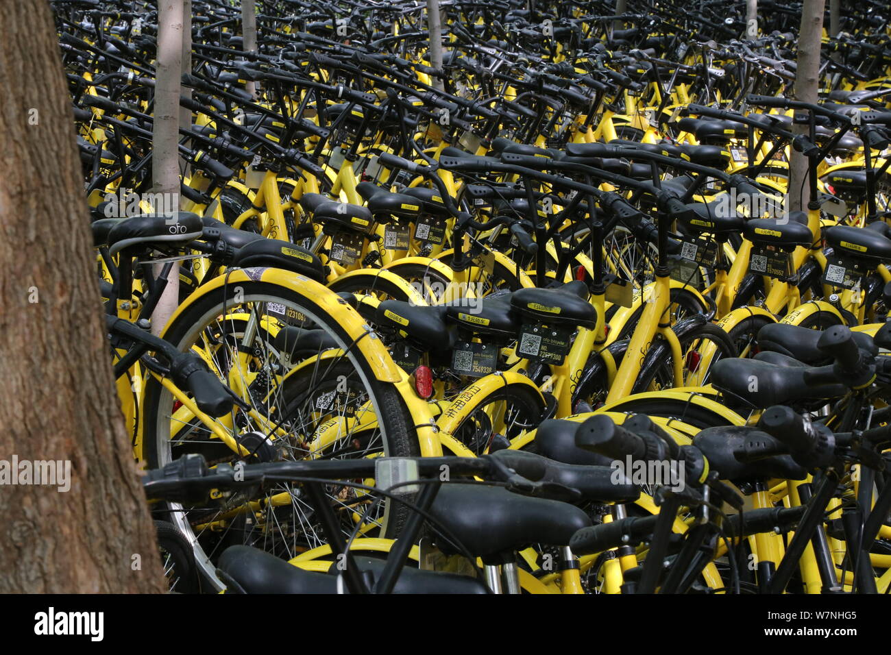 ofo cities