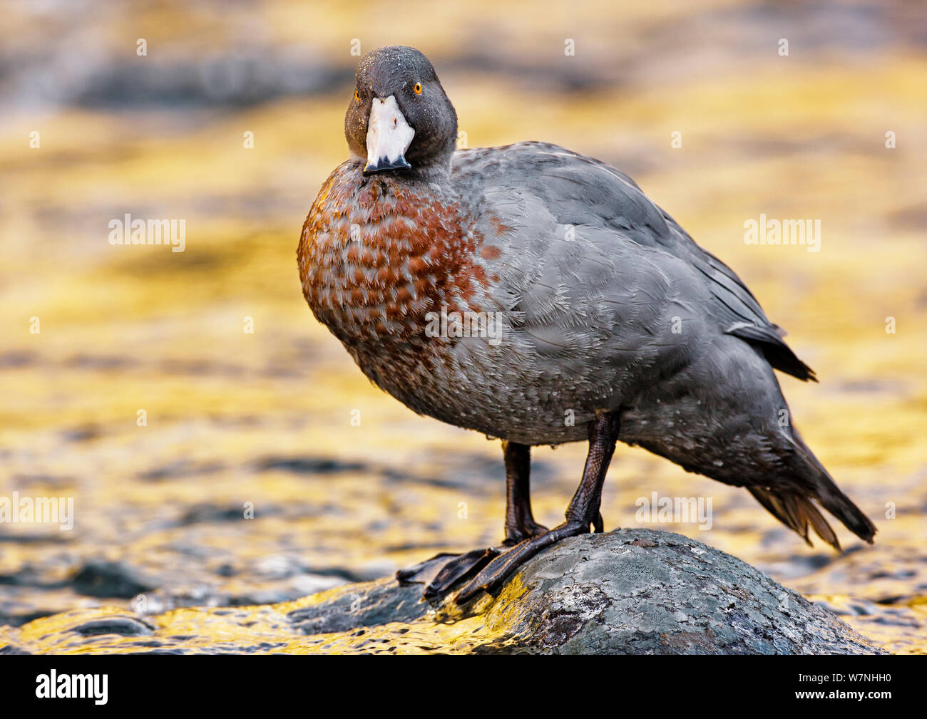 Blue duck hollyford river new zealand hires stock photography and