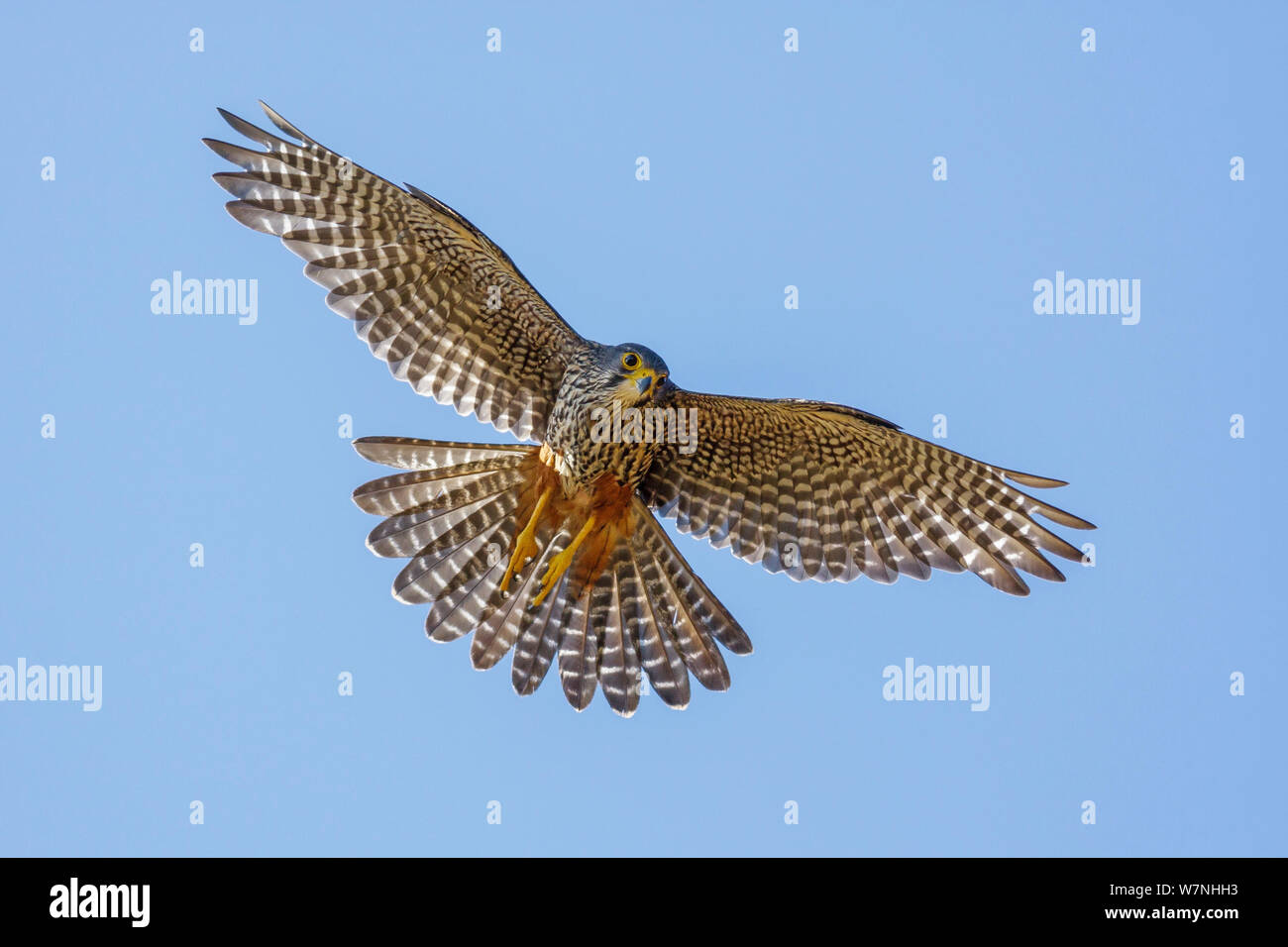 New Zealand Falcon High Resolution Stock Photography And Images Alamy
