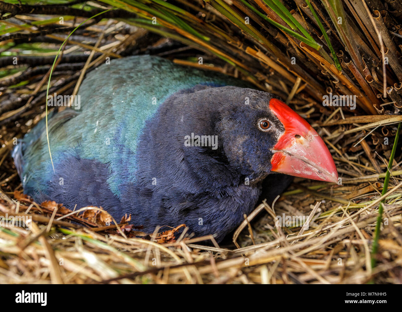 Wild South Island Takahe (Porphyrio hochstetteri) sitting on nest. Endangered species. Murchsion Mountains, Fiordland National Park, South Island,New Zealand. December. Stock Photo