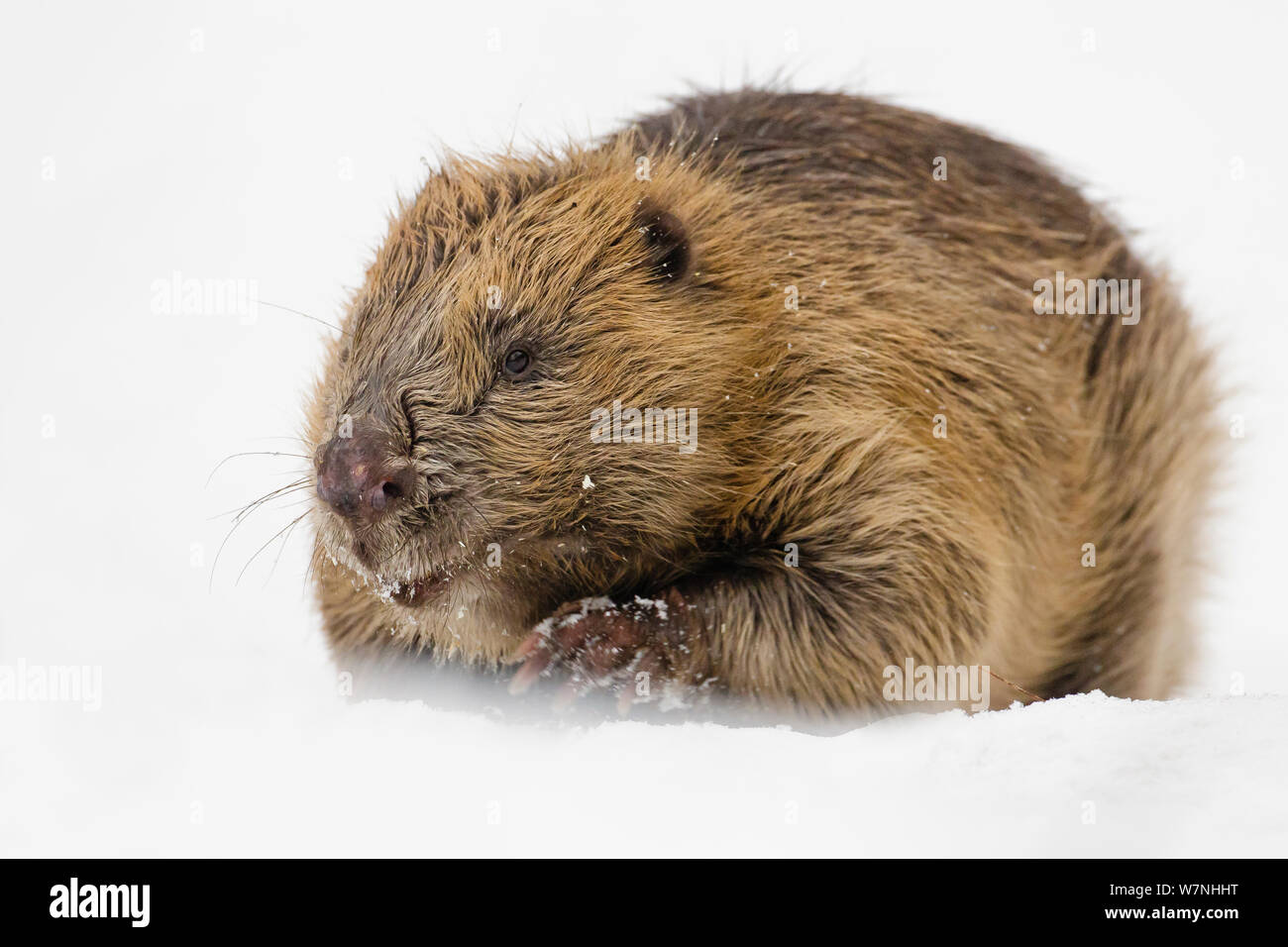 European beaver (Castor fiber) portrait in snow. Southern Norway. February. Stock Photo