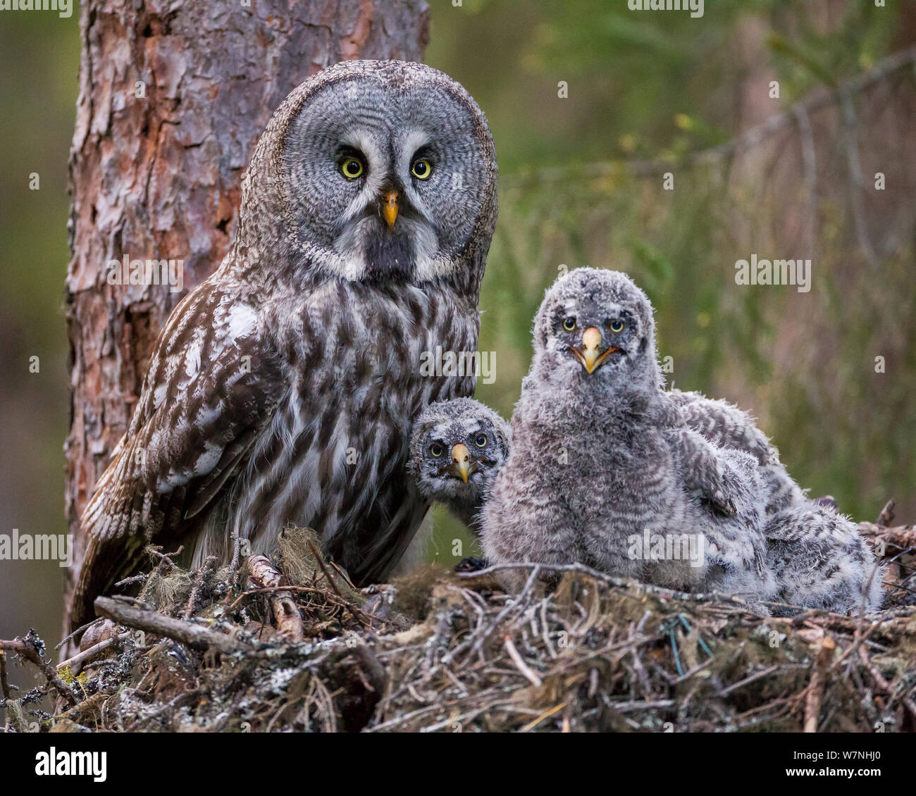 Great grey owl baby hi-res stock photography and images - Alamy