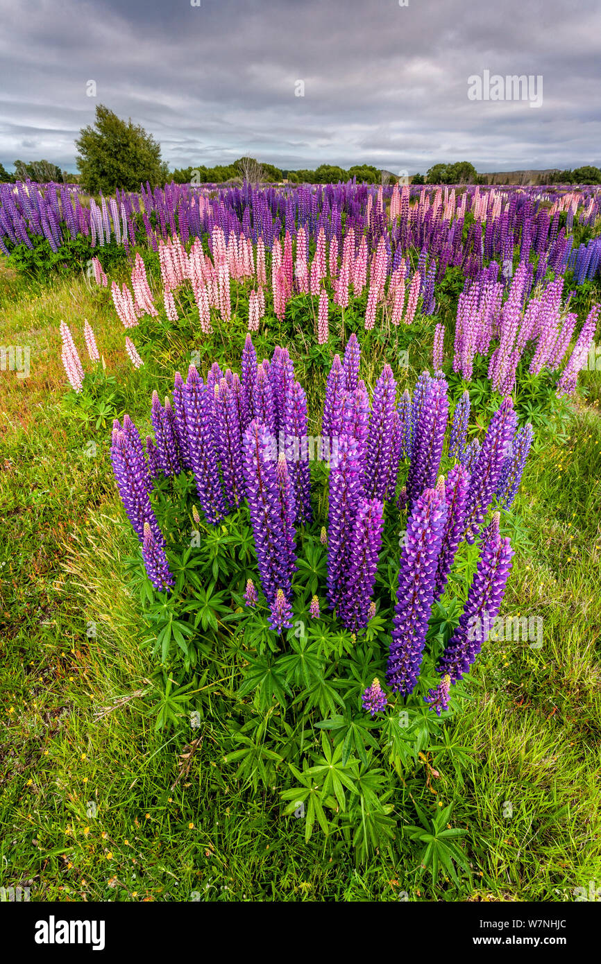 Flowering lupins (Lupinus polyphyllus) near Lake Tekapo, South