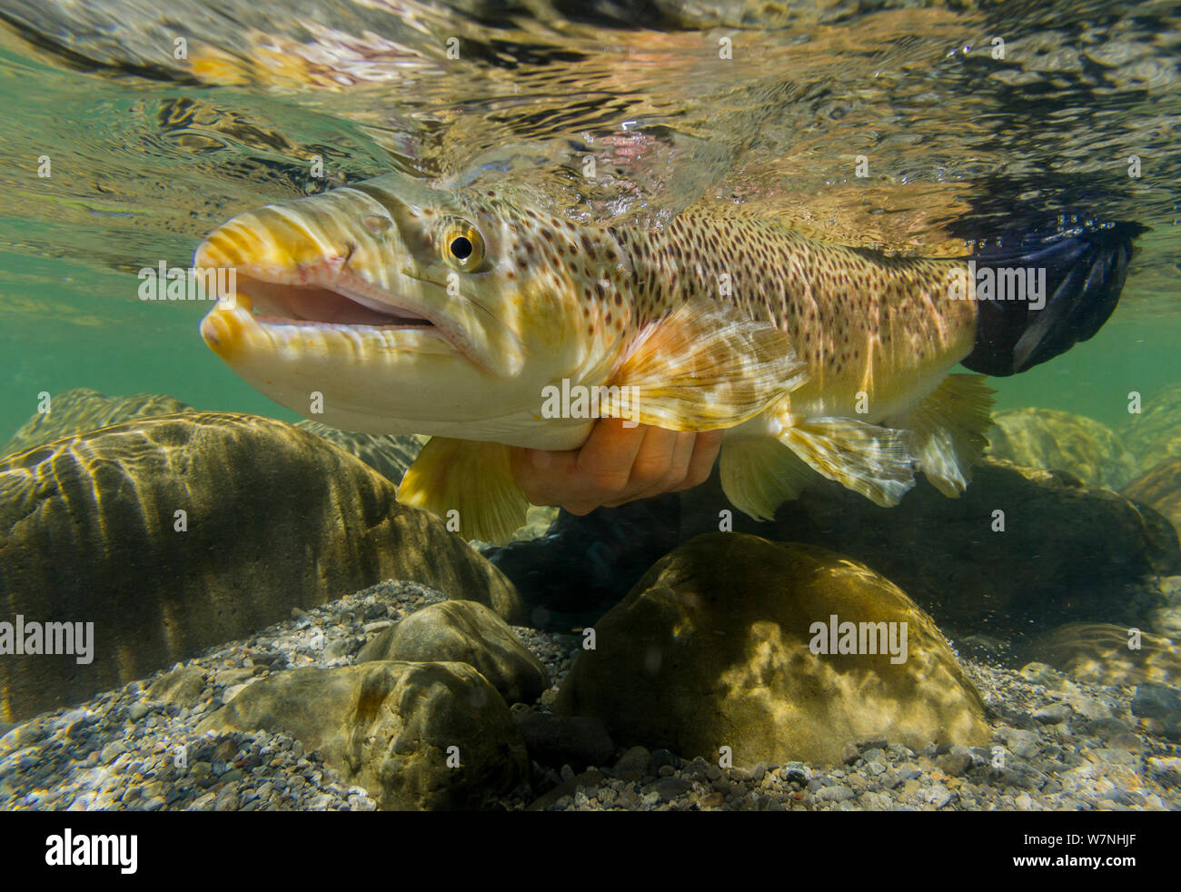 Underwater shot of a fly fisherman releasing a large brown trout (Salmo trutta) in a gin clear 'backcountry' river, North Canterbury South Island, New Zealand. December. Stock Photo
