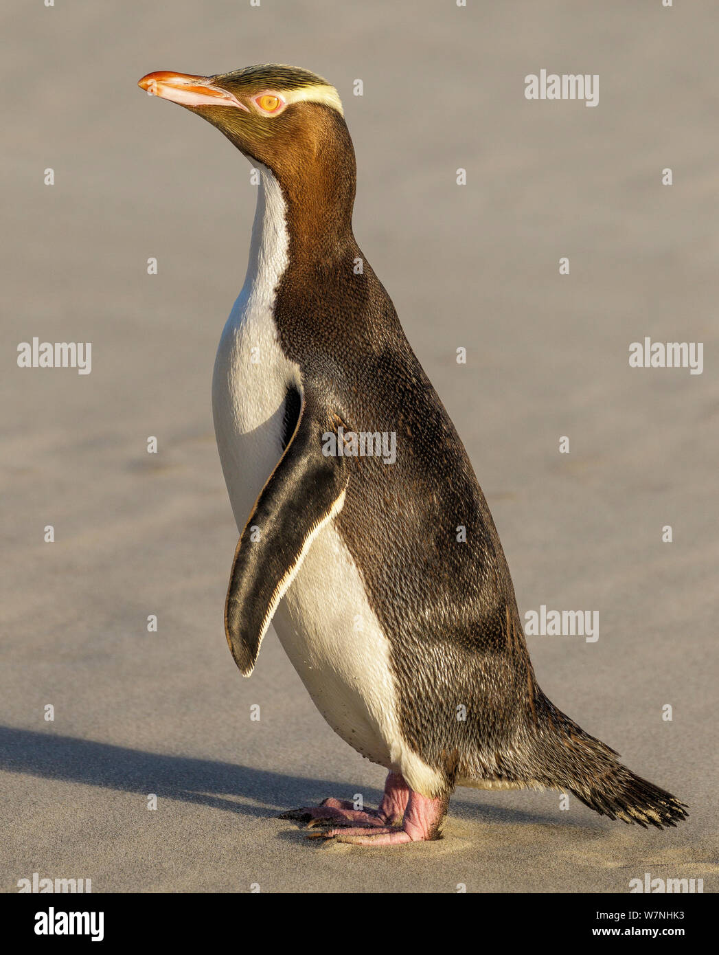 Yellow-eyed Penguin (Megadyptes antipodes) or Hoiho on beach in late