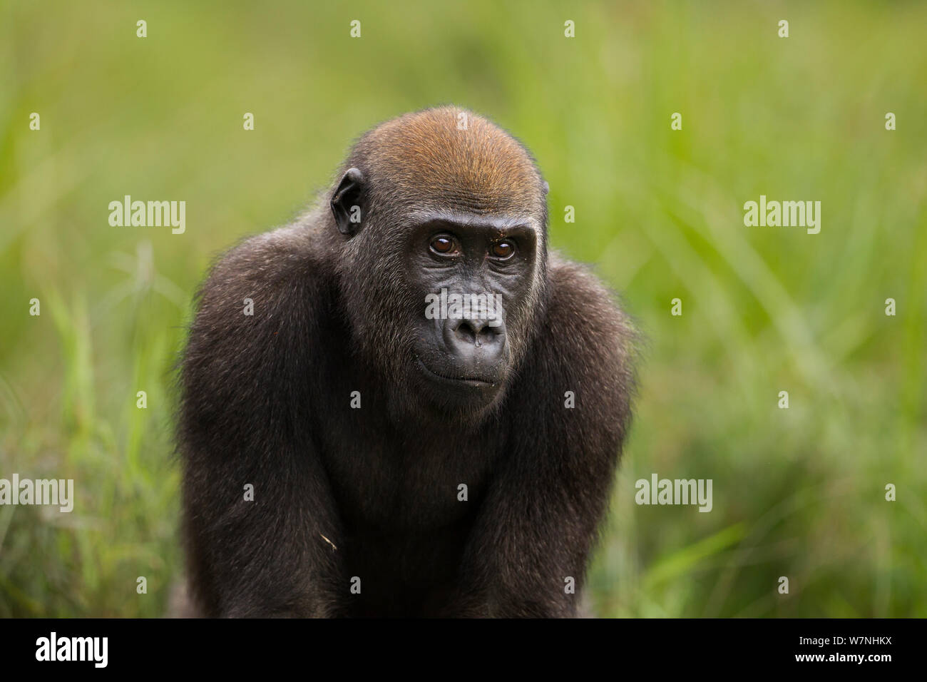 Gorilla waiting in hi-res stock photography and images - Alamy