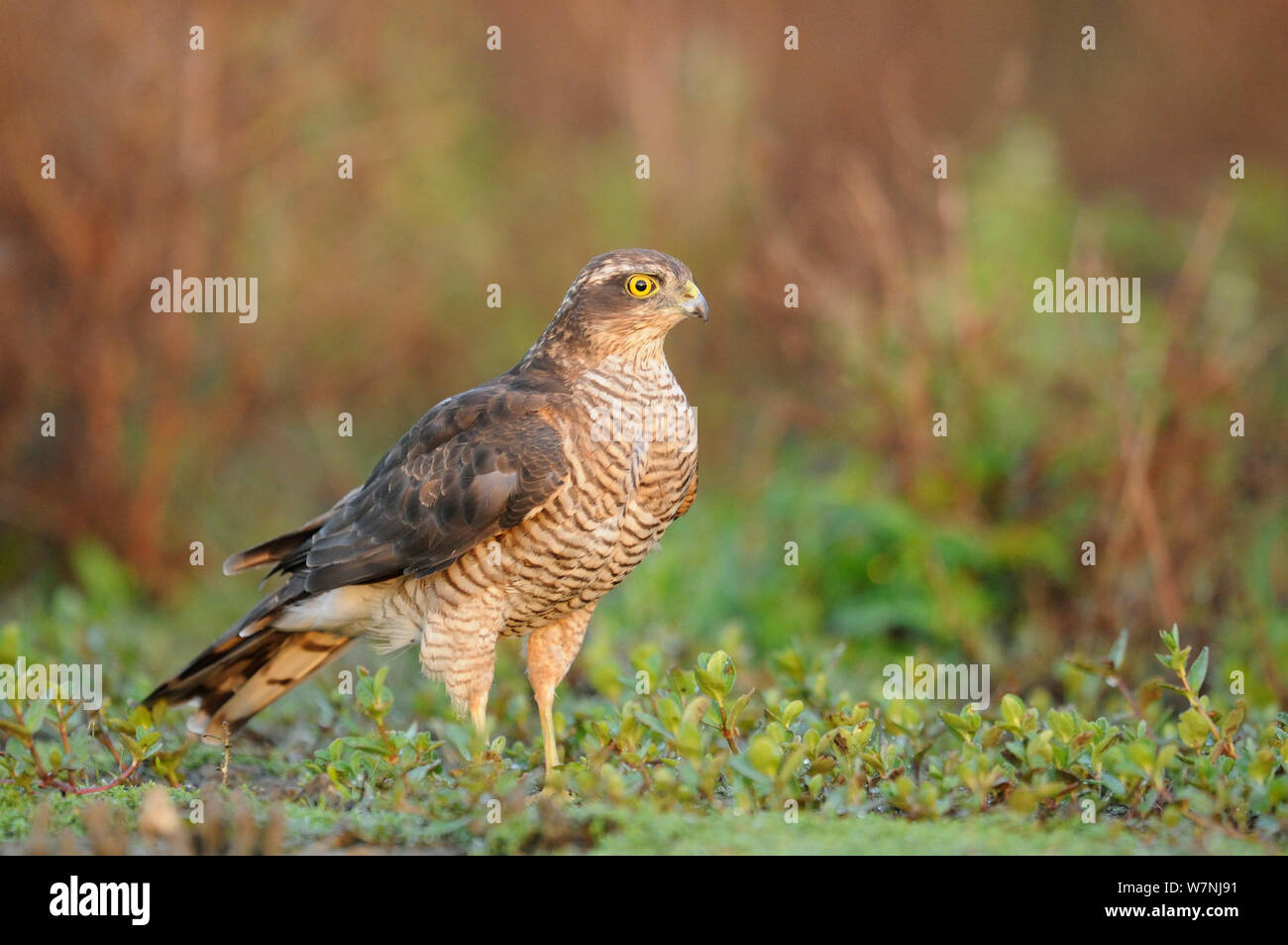 Failed attack hi-res stock photography and images - Alamy