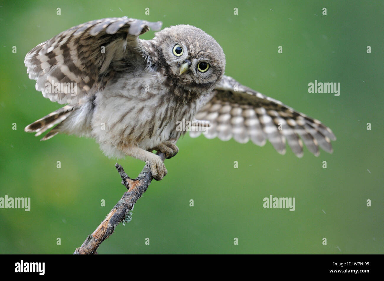 owlet france