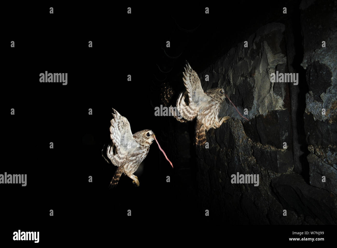 Little owl (Athene noctua) arriving with a prey at the nest in a wall, France, May, Stroboscopic photo Stock Photo