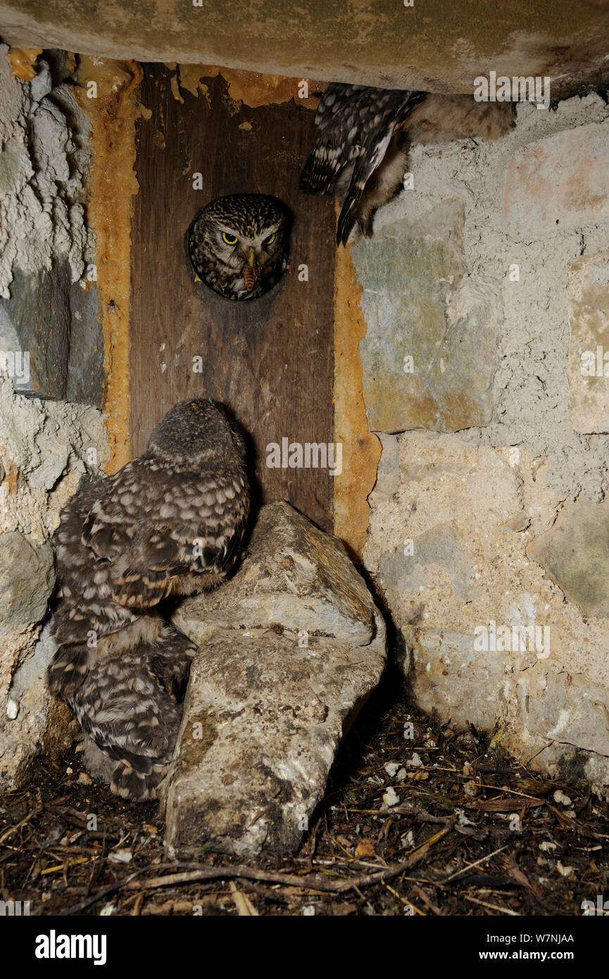 Tawny Owl (Strix aluco) bringing prey to nest with young chicks inside, in old building, France, June Stock Photo