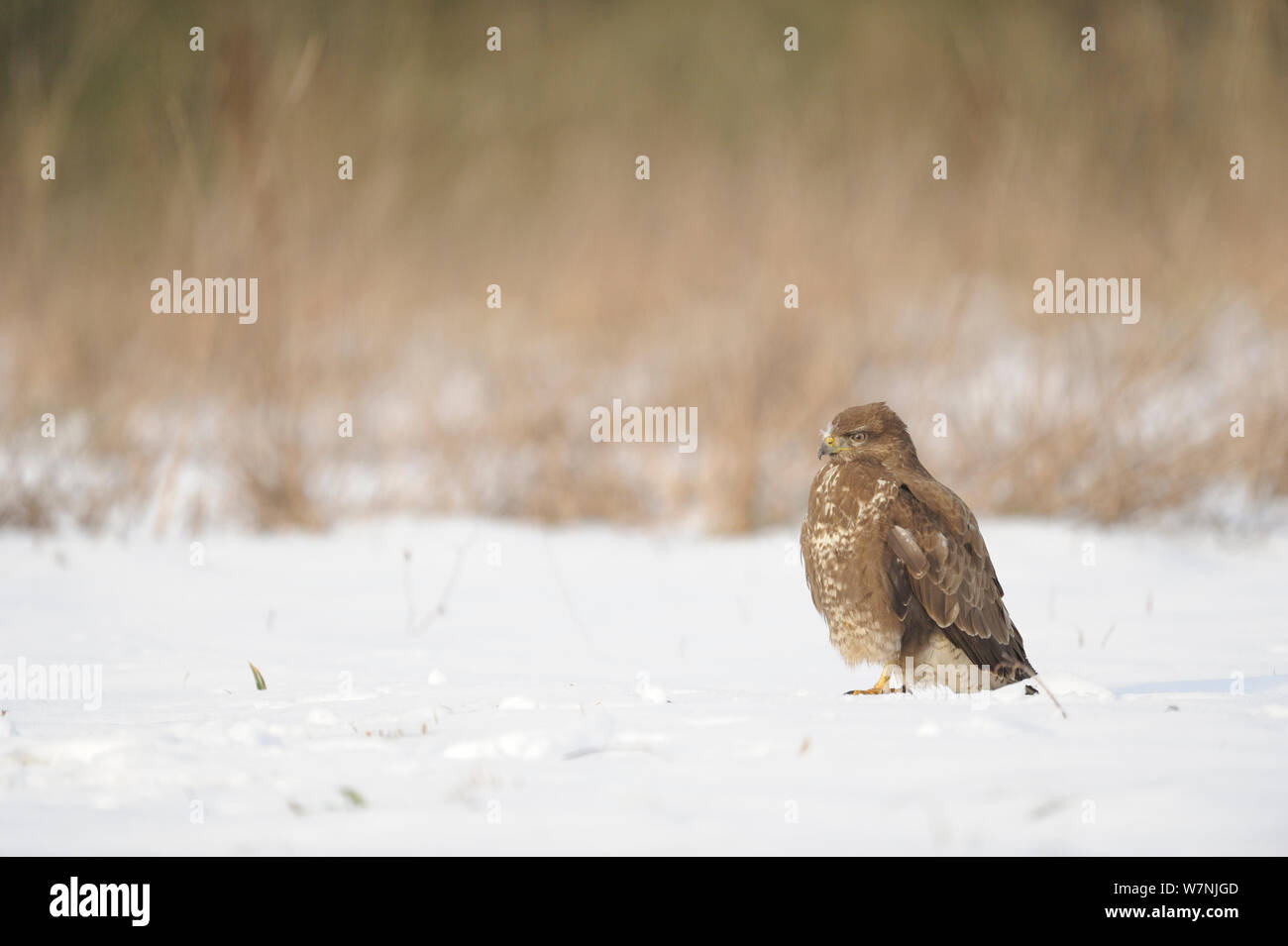 Common buzzard (Buteo buteo)  on snow covered ground in winter, France, February Stock Photo