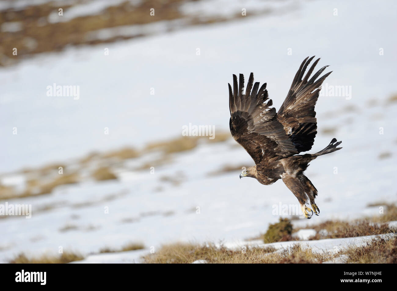Golden eagle (Aquila chrysaetos) female flying over snow covered ground, Pyrenees, France, March Stock Photo