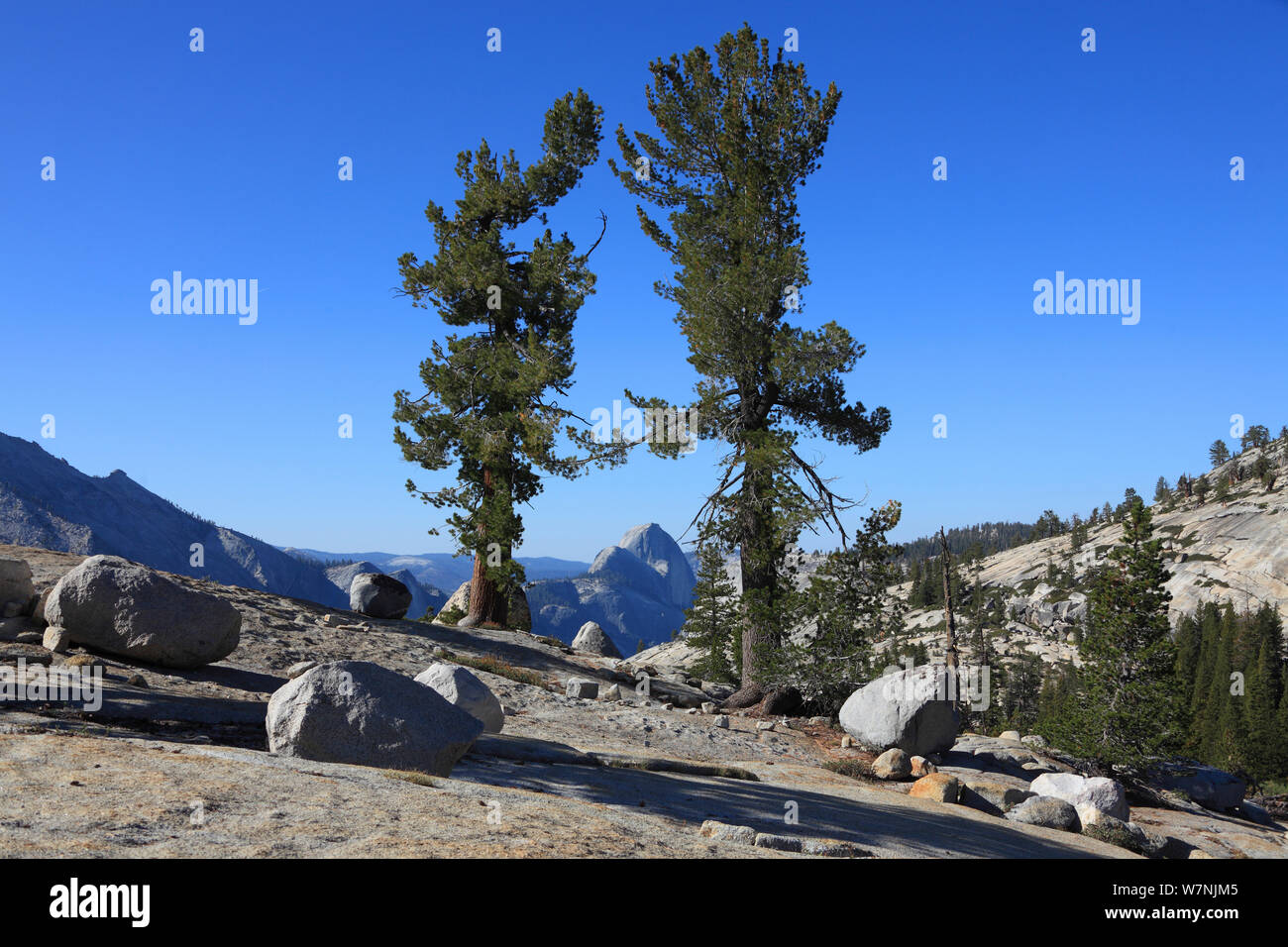 Whitebark Pine (Pinus albicaulis) and granite boulders in Yosemite National Park, California, USA. Stock Photo
