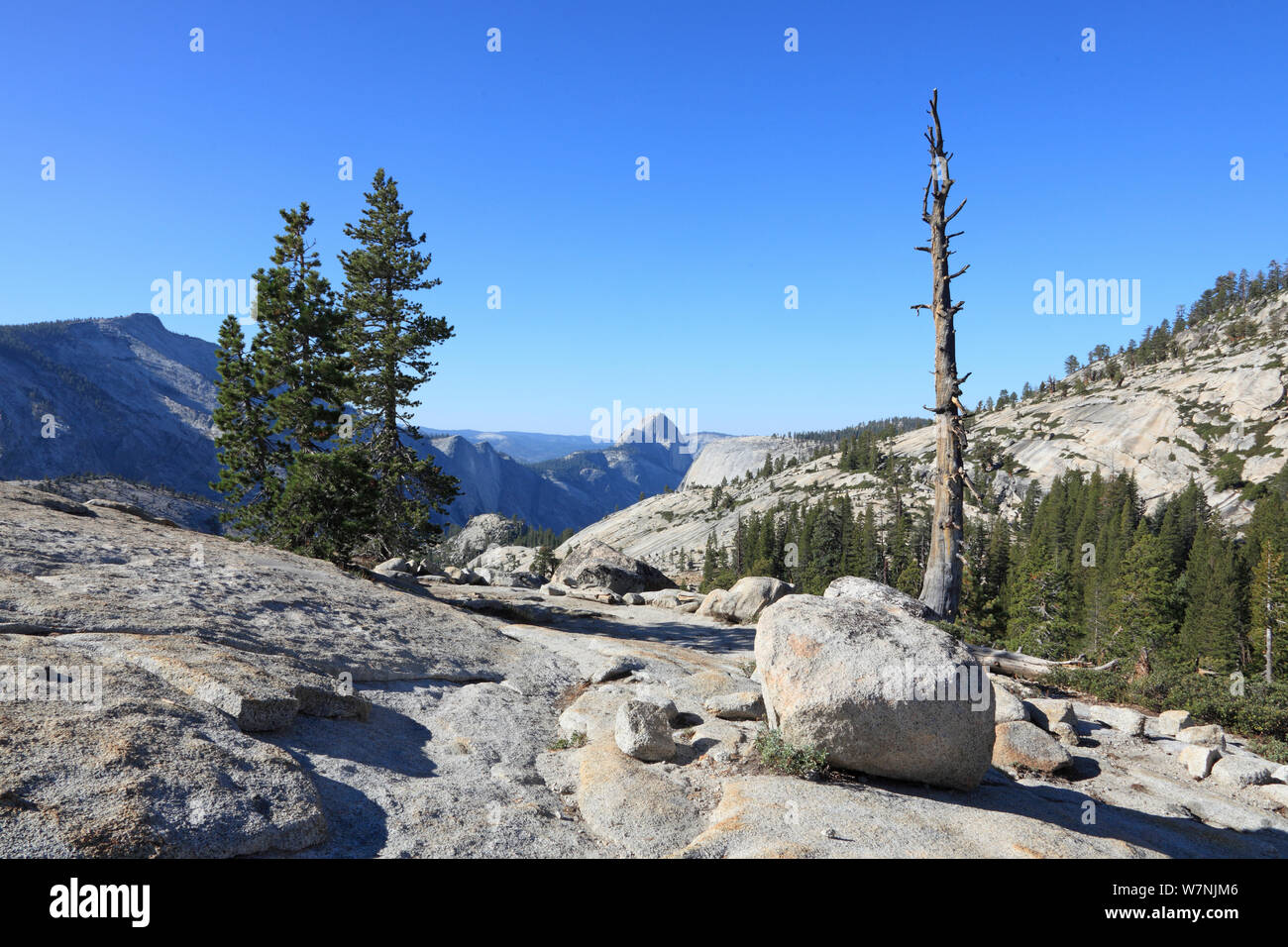 Whitebark Pine (Pinus albicaulis) and granite boulders, Yosemite National Park, California, USA Stock Photo