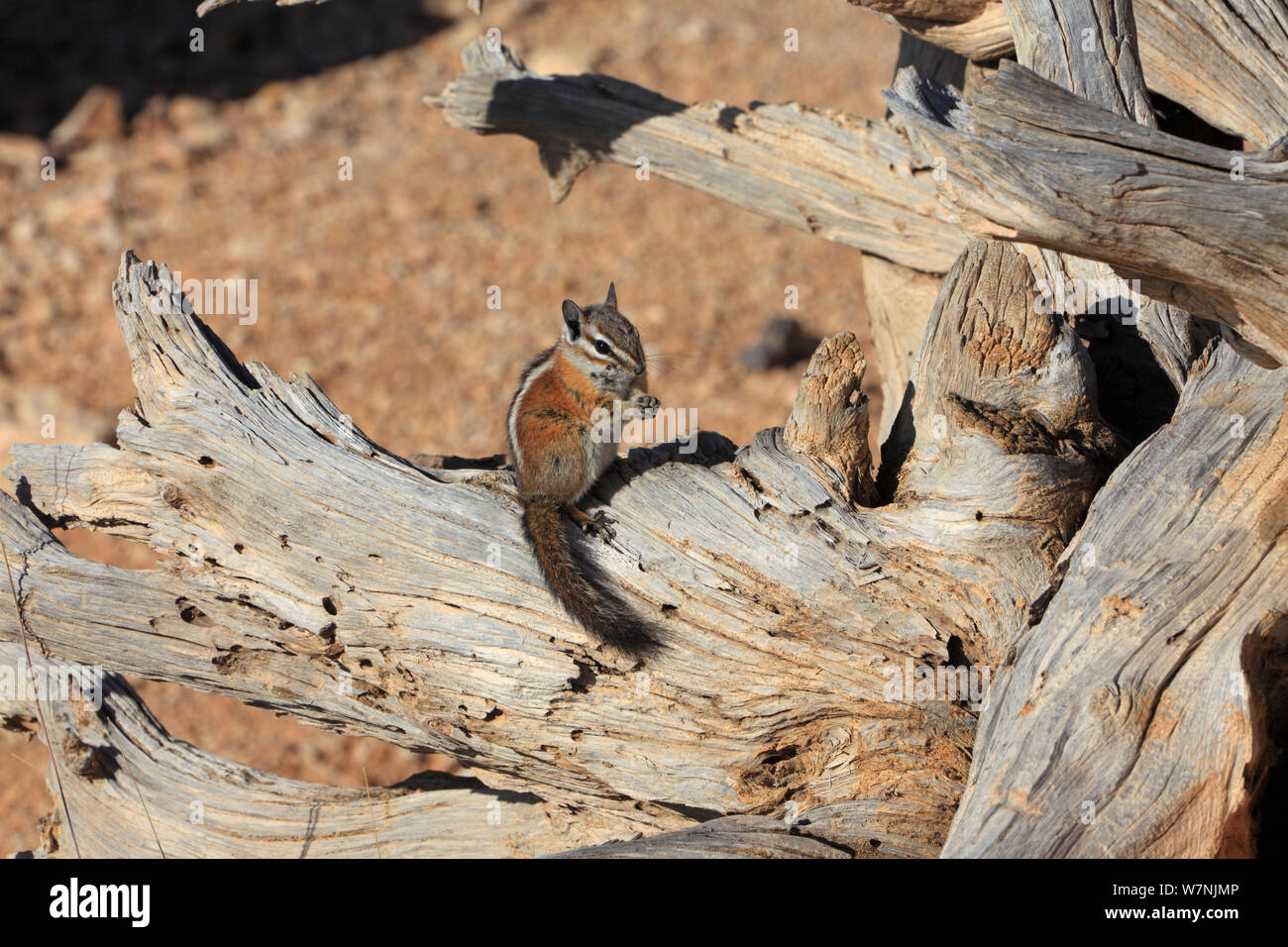 Uinita Chipmunk (Eutamias umbrinus) on fallen tree stump, Bryce Canyon NP, Utah, USA Stock Photo