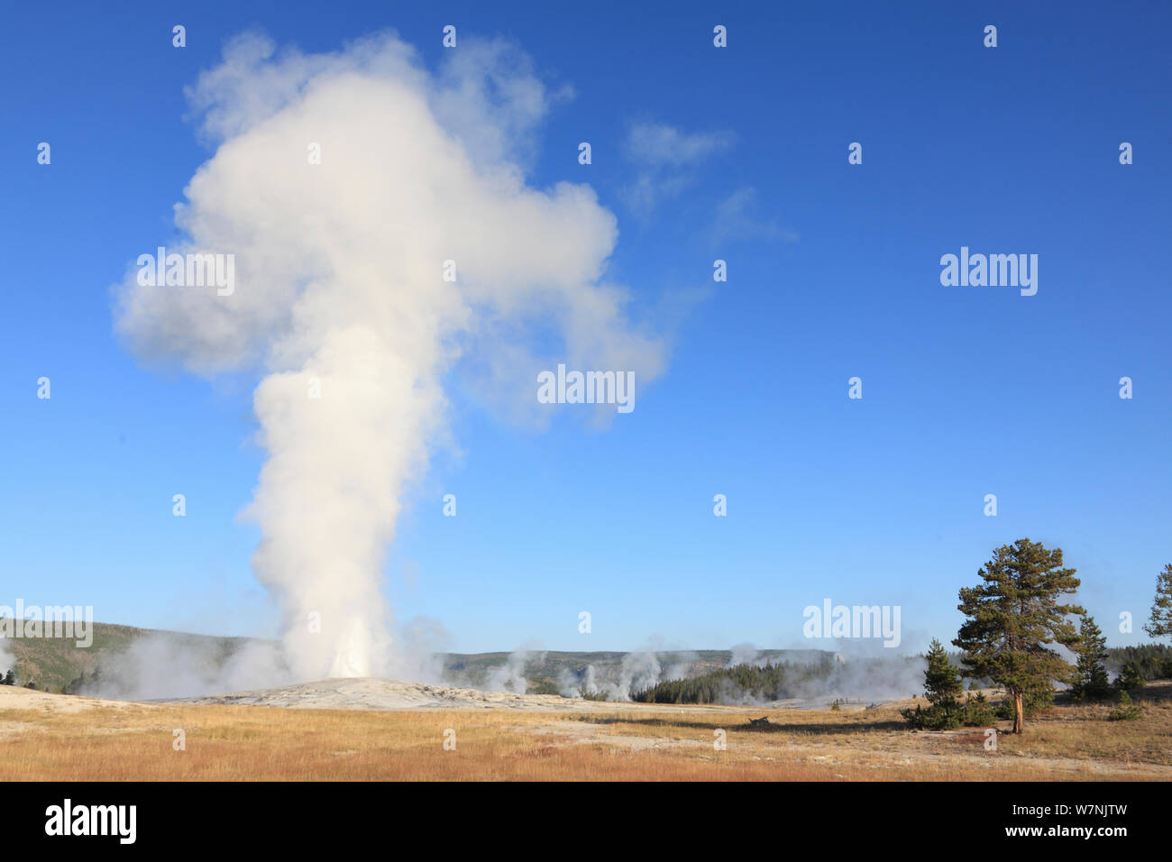 Old Faithful geyser blowing, Yellowstone National Park, Wyoming, USA Stock Photo Alamy