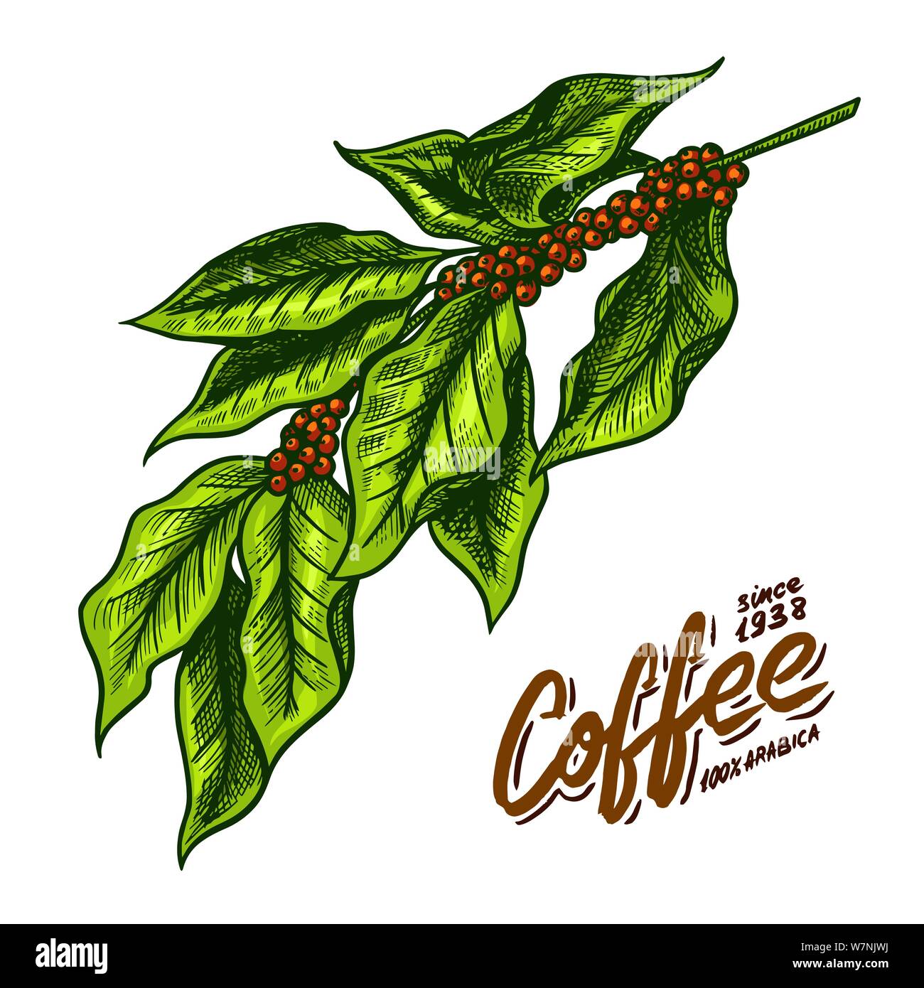 Coffee leaves in vintage style. Hand drawn engraved retro sketch for ...