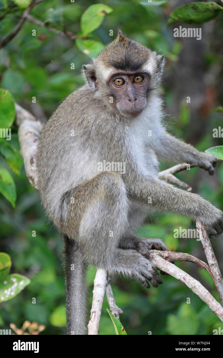 Crab eating macaque (Macaca fascicularis) juvenile sitting portrait
