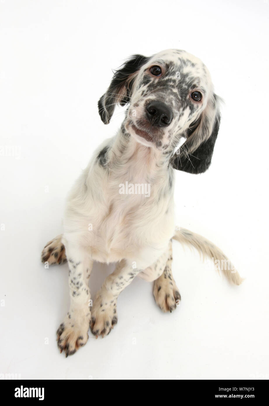 Blue belton English setter puppy, Belle, 16 weeks, sitting and looking up  Stock Photo - Alamy