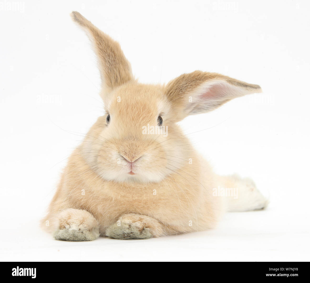 Sandy rabbit lying stretched out Stock Photo - Alamy