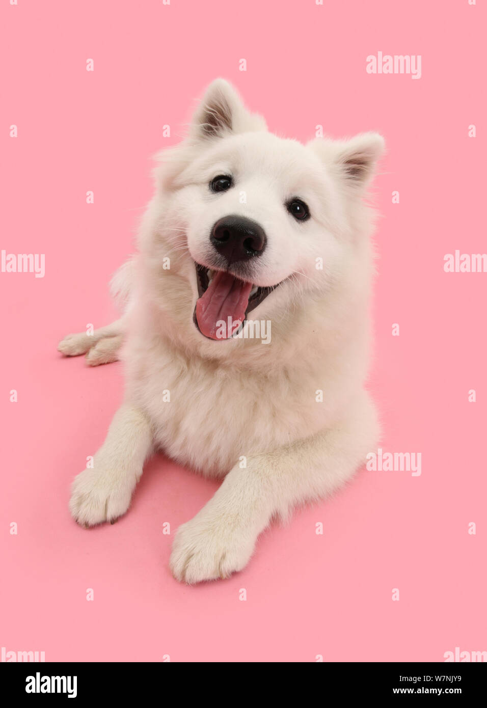 White Japanese Spitz dog, Sushi, 6 months, on pink background. Stock Photo