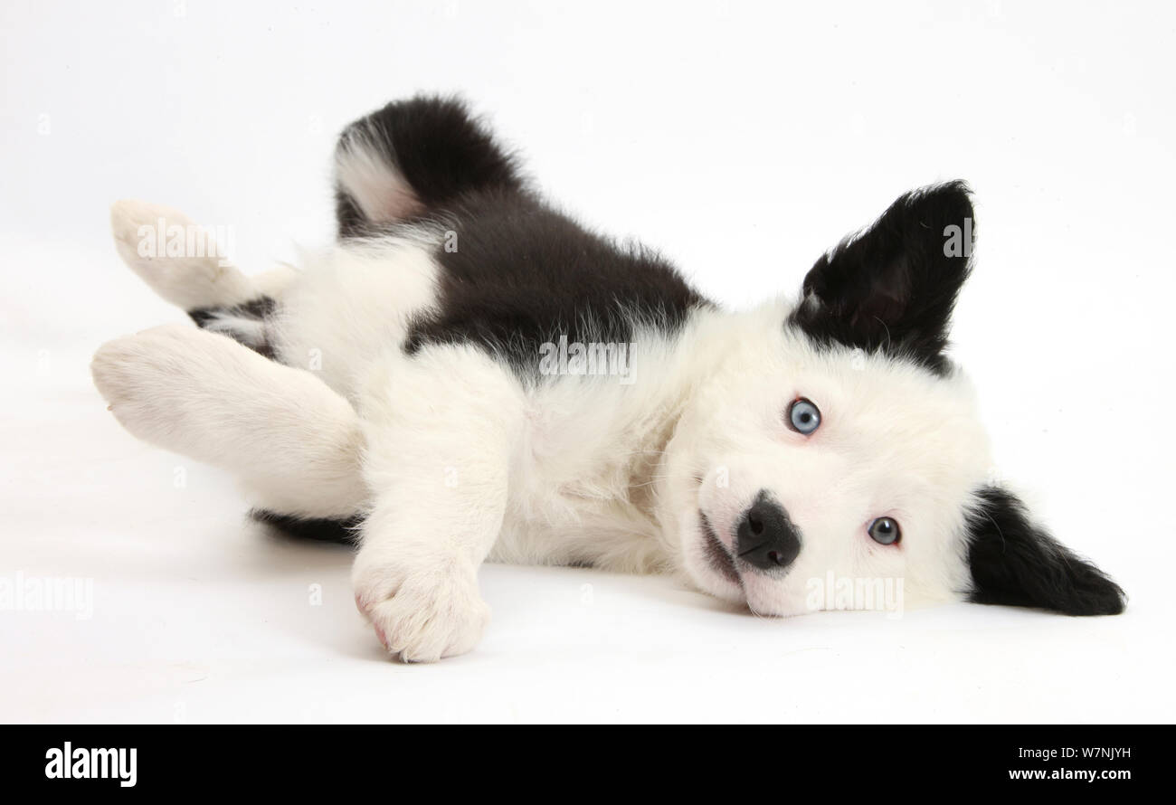 Black and white Border Collie puppy lying on his side. Stock Photo