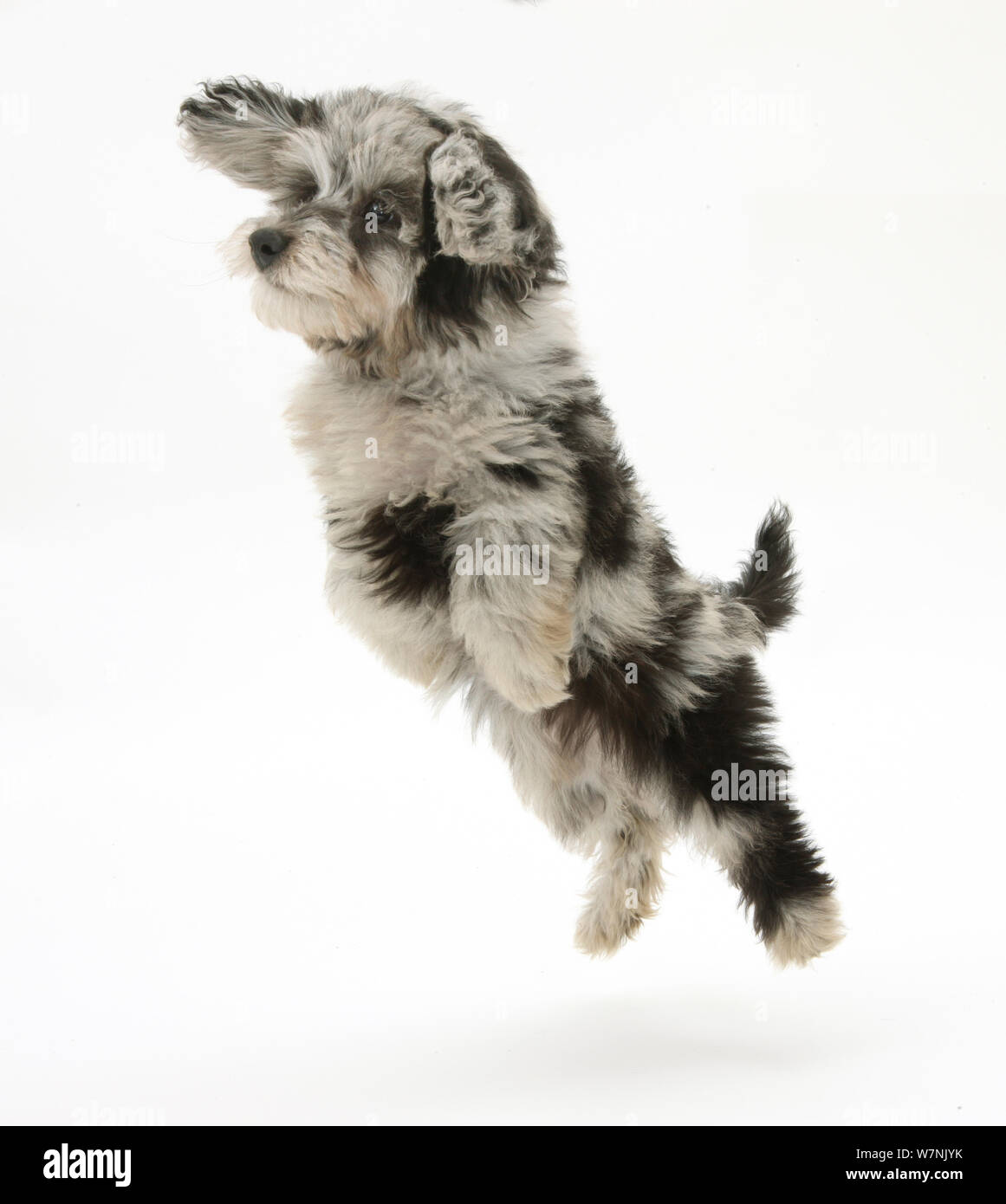 Fluffy black and grey Daxie doodle (Daschund  poodle cross) puppy, Pebbles, taking a flying leap. Stock Photo