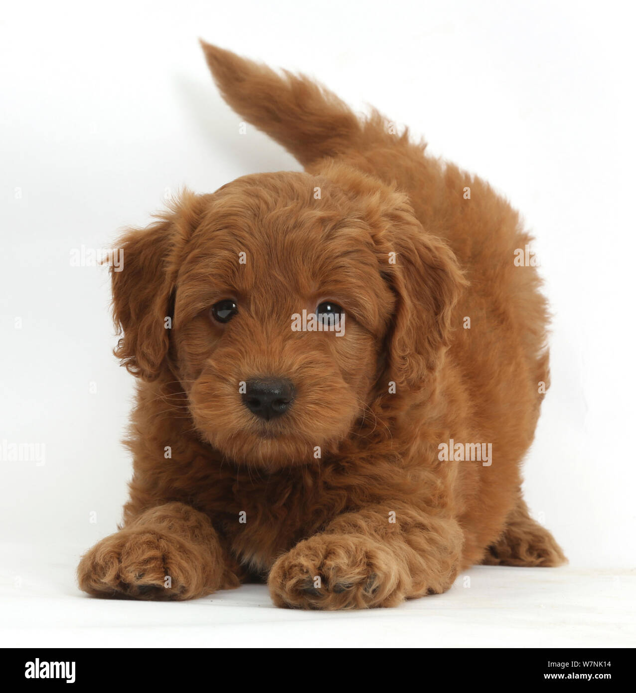Playful Labradoodle (Labrador poodle cross) puppy in play bow. Stock Photo