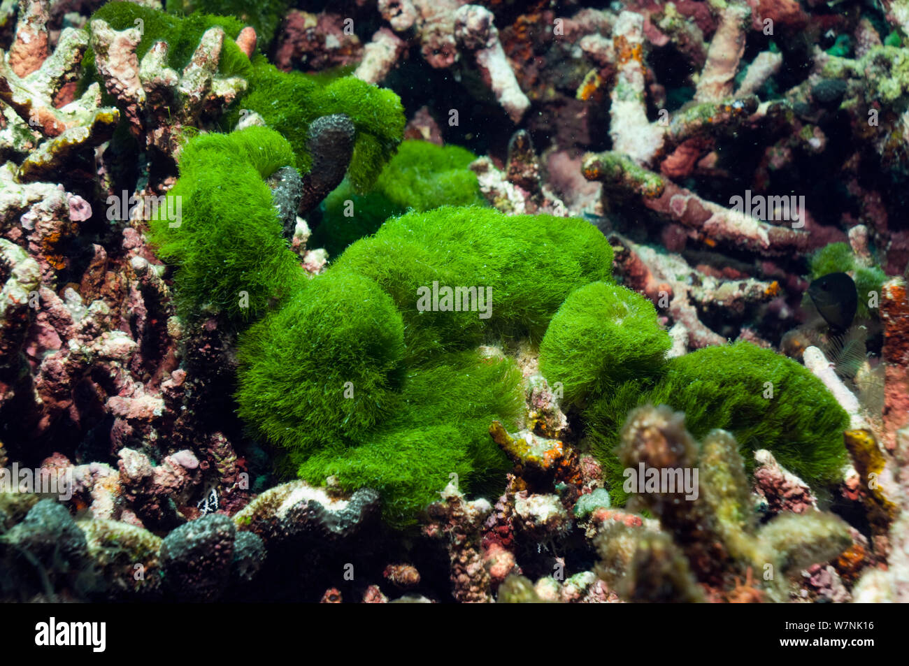 Turtle weed (Chlorodesmis fastigiata) Maldives. Stock Photo