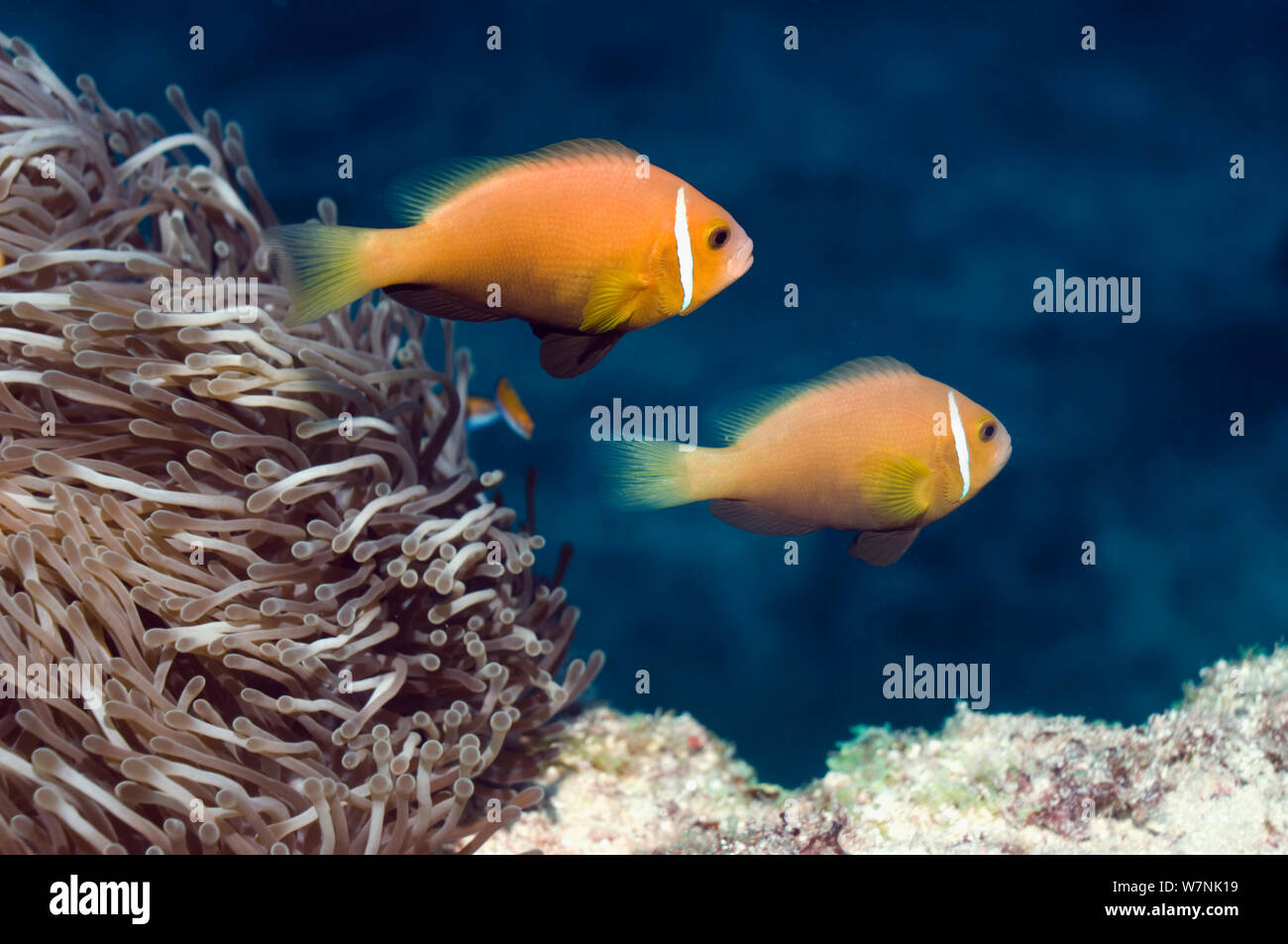 Maldives / Blackfinned anemonefish (Amphiprion nigripes). Maldives. Stock Photo