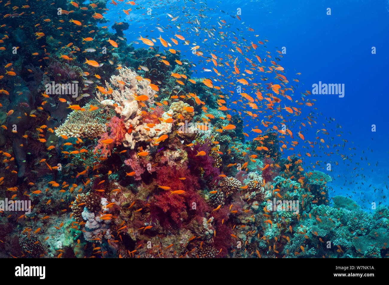 Lyretail anthias or Goldies (Pseudanthias squamipinnis) over coral reef, feeding in the current. Egypt, Red Sea. Stock Photo