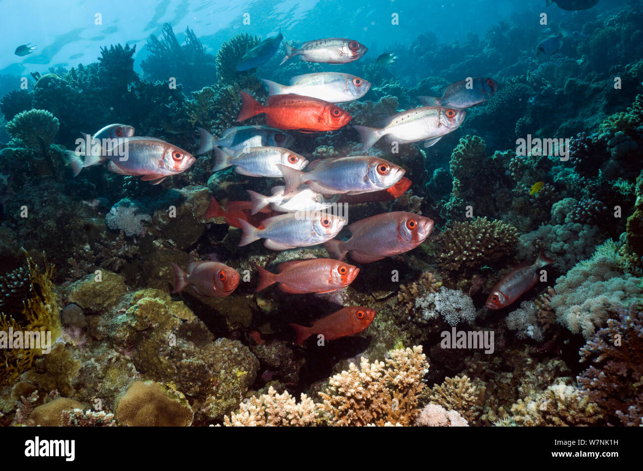 Big eye reef fish hires stock photography and images Alamy