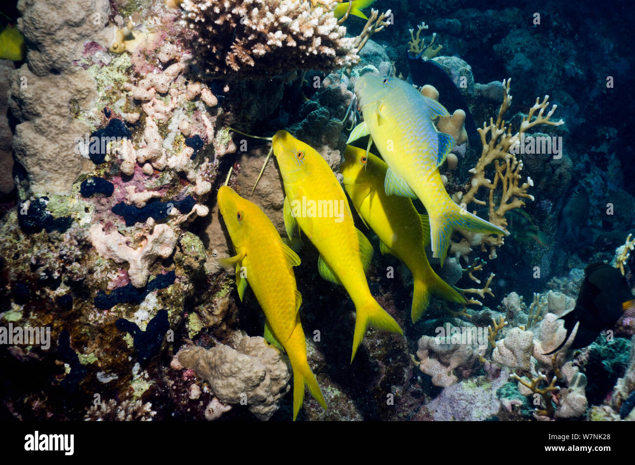 Yellowsaddle goatfish (Parupeneus cyclostomus) gang hunting over coral reef. Egypt, Red Sea. Stock Photo