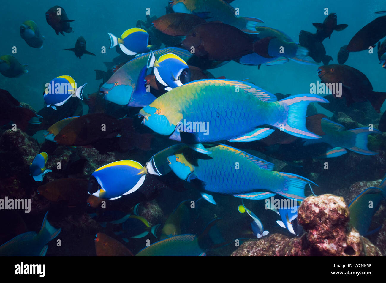 Schools of colorful tropical fish swimming around corals on a tropical reef  in Asia Stock Photo - Alamy