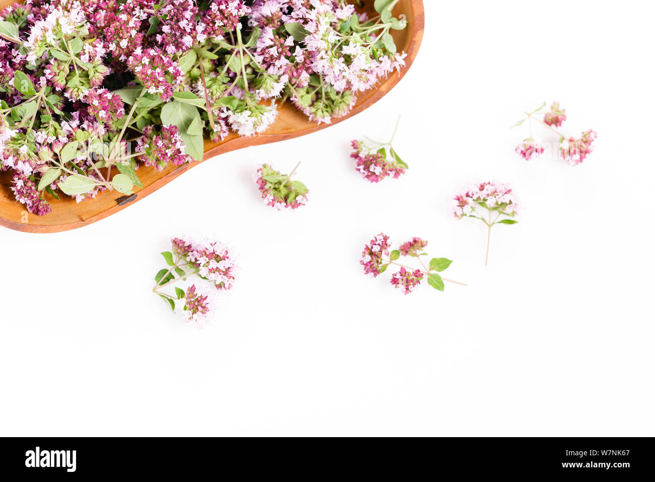 Purple flowers of origanum vulgare or common oregano, wild marjoram. Stock Photo