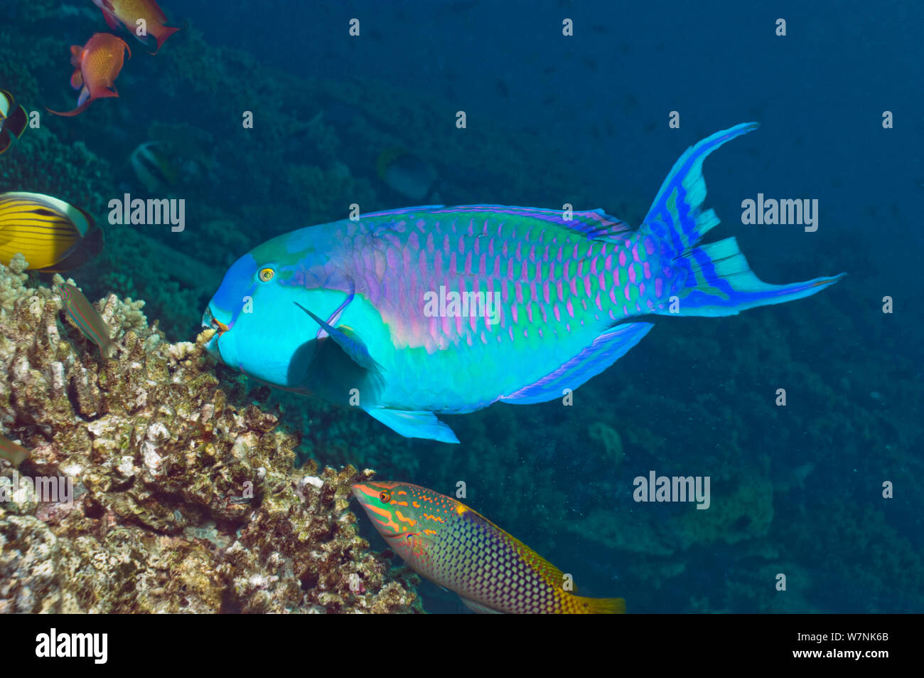 Steep headed parrotfish (Scarus gibbus), feeding male followed by a Chequerboard wrasse (Halichoeres hortulanus). Egypt, Red Sea. Stock Photo