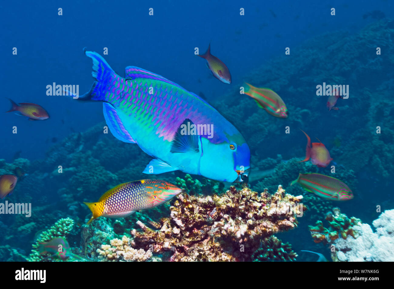Steep headed parrotfish (Scarus gibbus), feeding male followed by a Chequerboard wrasse (Halichoeres hortulanus). Egypt, Red Sea. Stock Photo