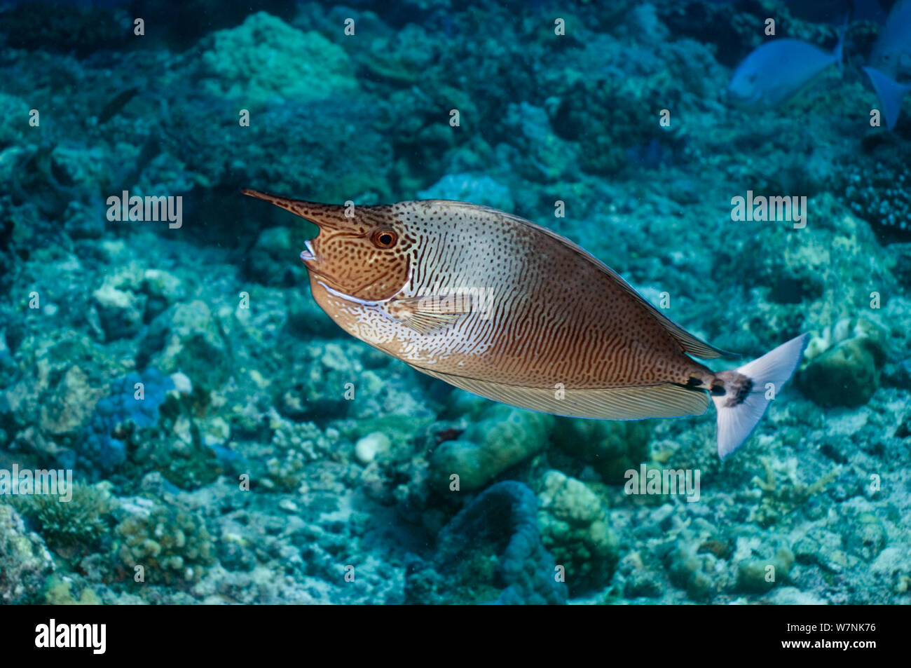 Spotted unicornfish hi-res stock photography and images - Alamy
