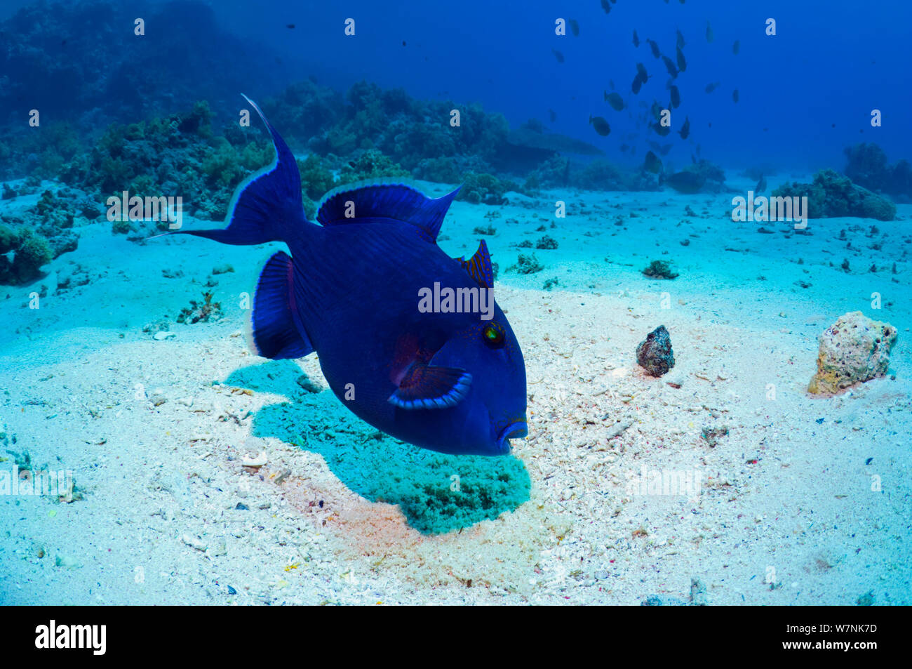 Blue triggerfish (Pseudobalistes fuscus) Egypt, Red Sea Stock Photo