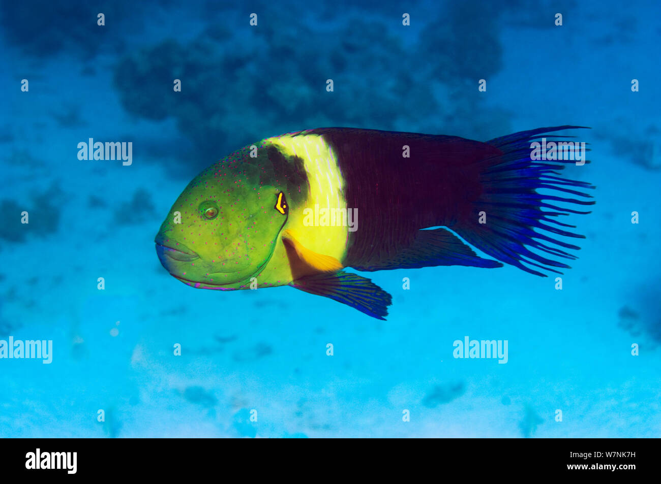 Broomtail wrasse (Cheilinus lunulatus). Egypt, Red Sea Stock Photo - Alamy