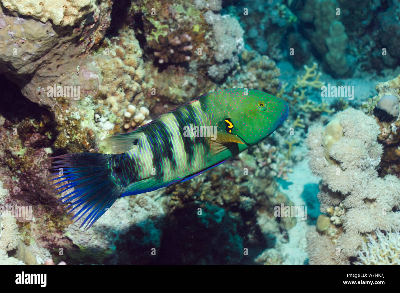 Broomtail wrasse (Cheilinus lunulatus). Egypt, Red Sea Stock Photo - Alamy