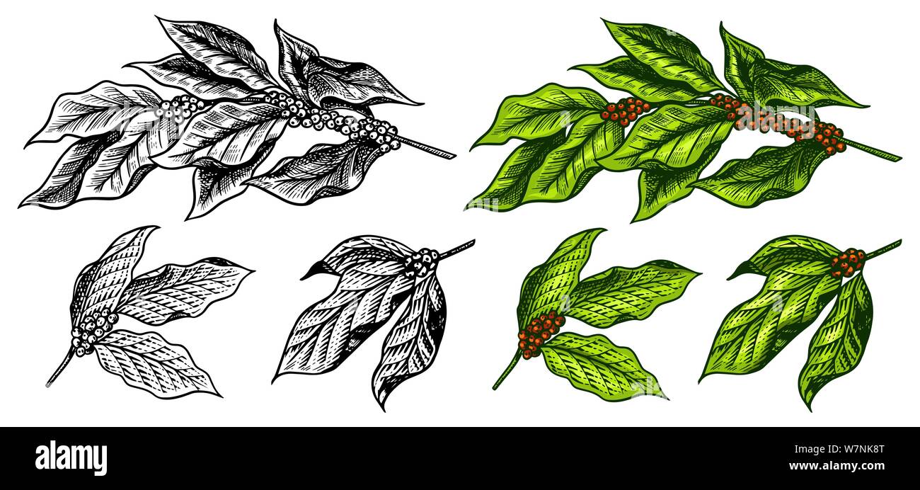 Coffee leaves in vintage style. Hand drawn engraved retro sketch for ...