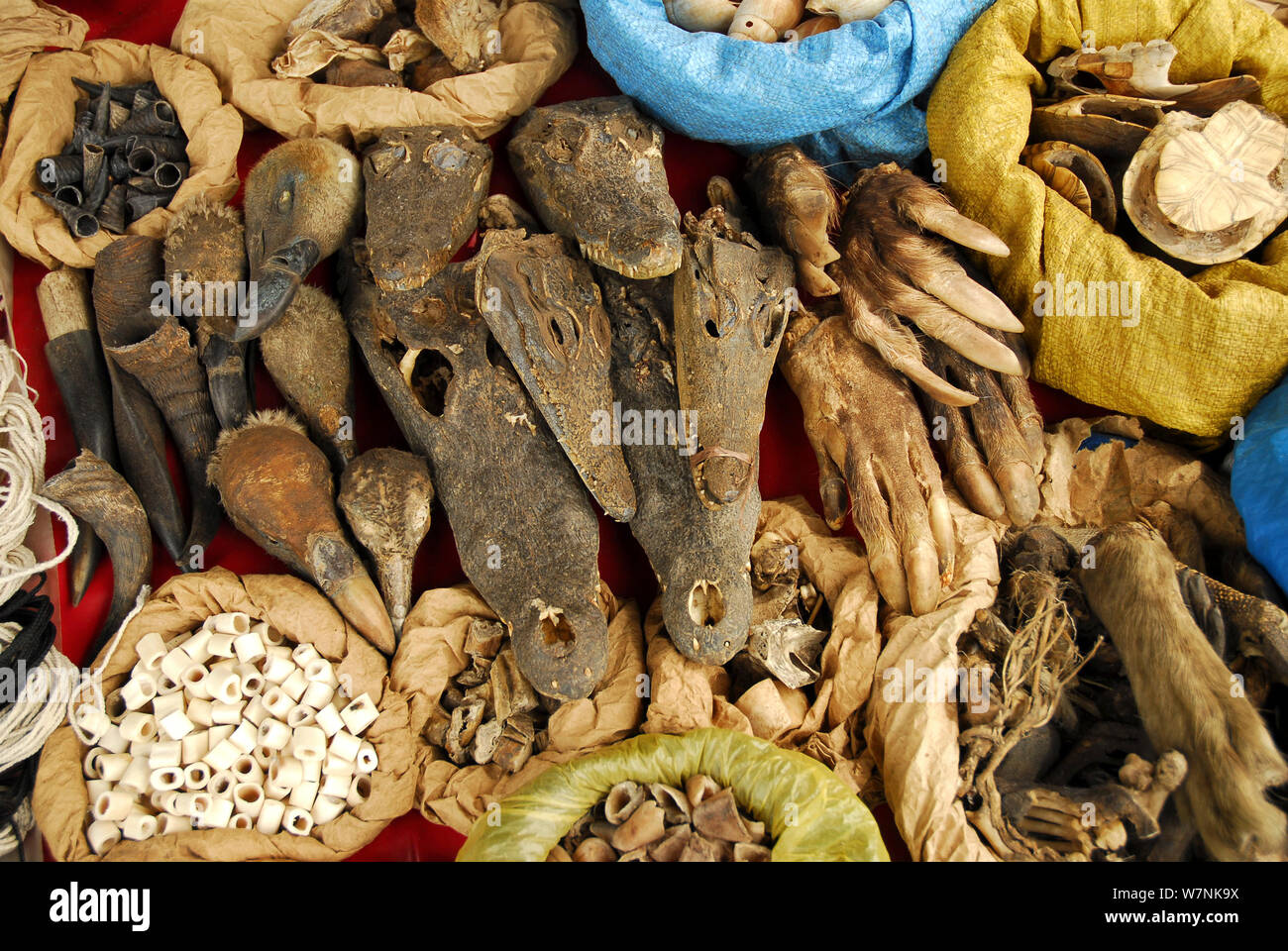 Animal amulets for sale in Sandaga market, one of the most important in Dakar. Crocodile heads, aardvark claws(Orycteropus afer), turtles, vulture heads and shells. Dakar, Senegal. Stock Photo