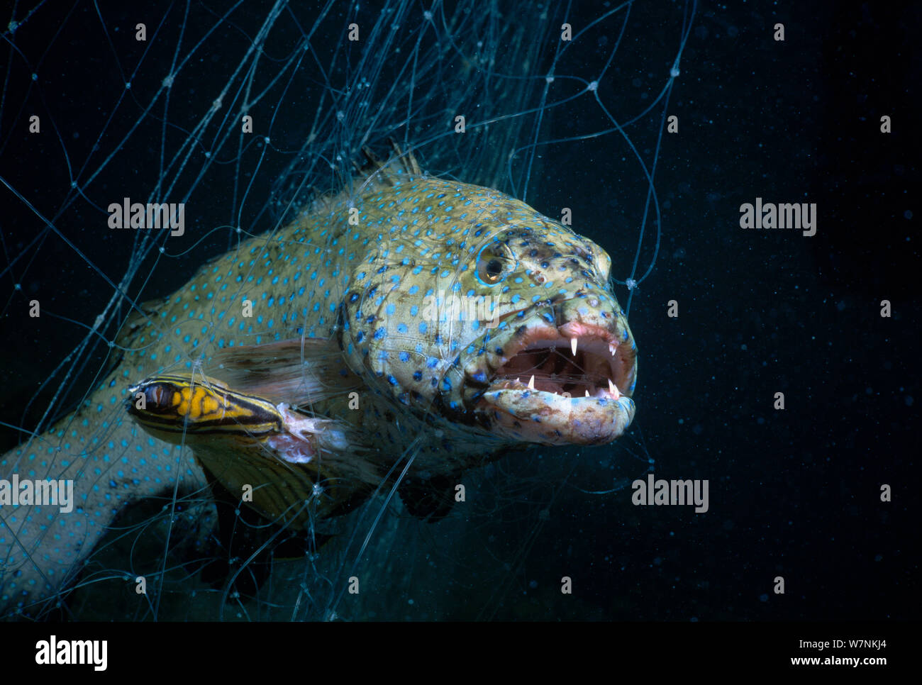 Entangled fish hi-res stock photography and images - Alamy