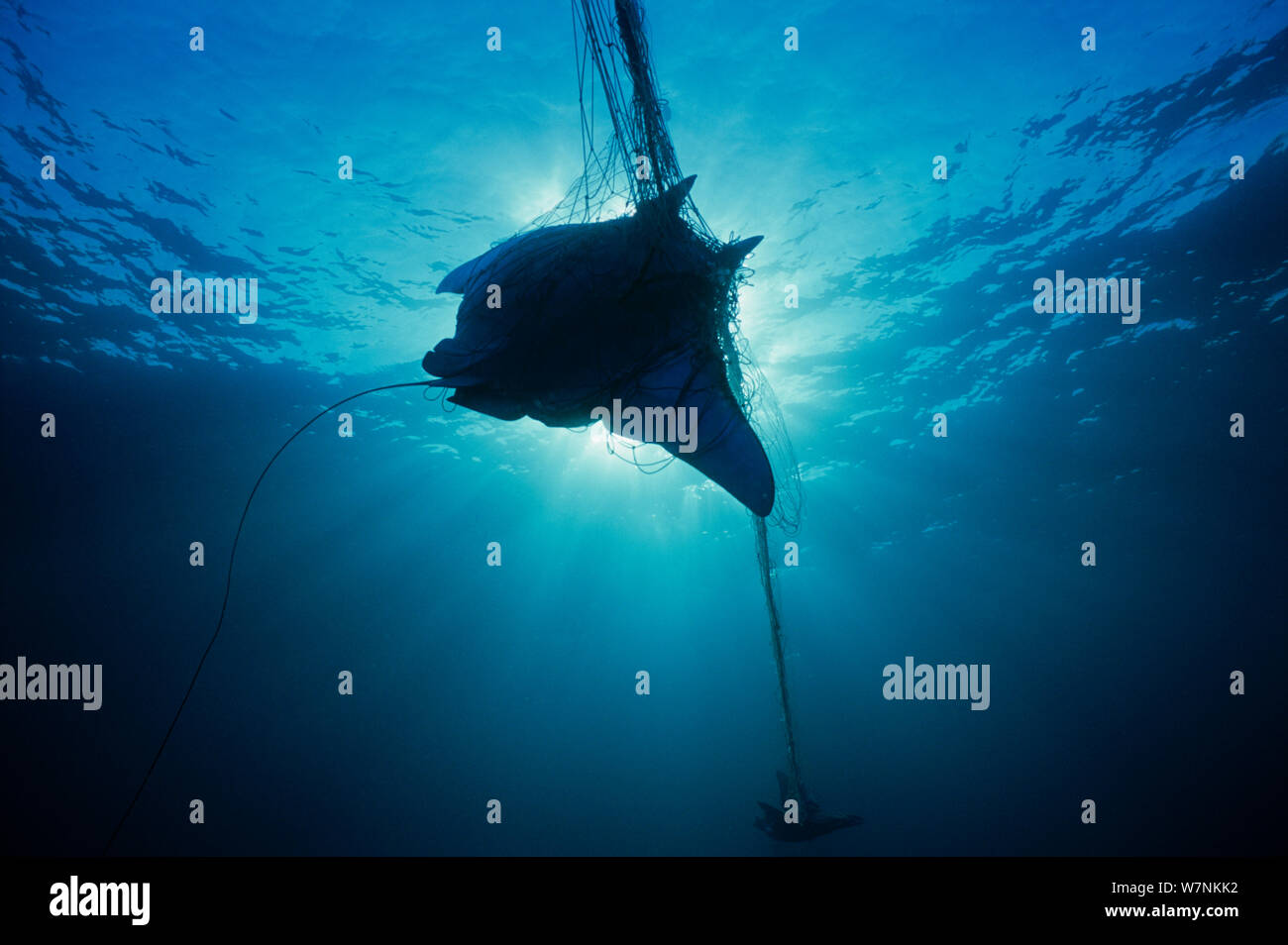 Manta Ray (Manta birostris) caught in gill net, silhouetted against sunlight, Huatabampo, Mexico, Sea of Cortez, Pacific Ocean Stock Photo