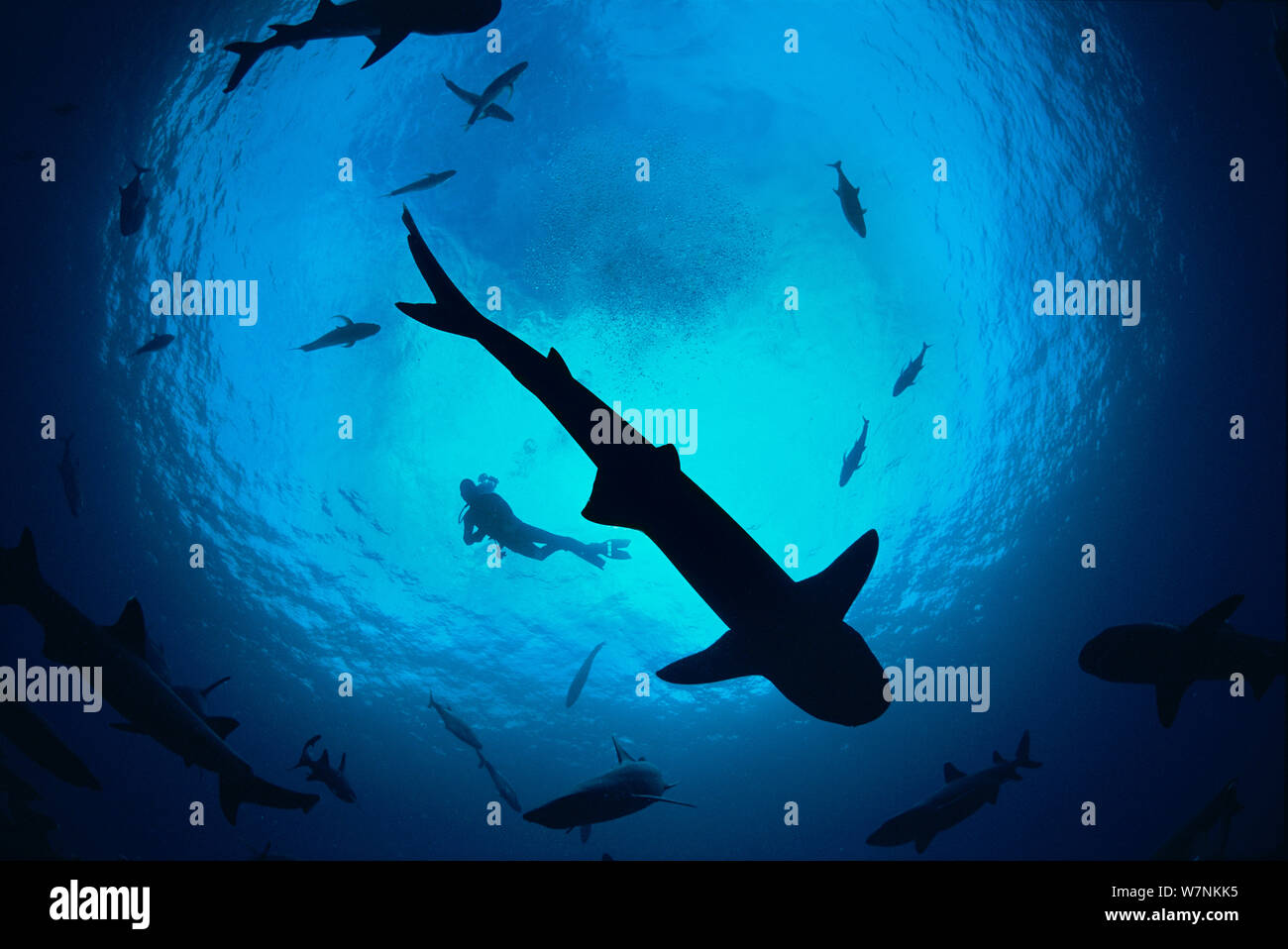 Whitetip reef sharks (Triaenodon obesus) pack silhouetted following scent trail in water column, Cocos Island, Costa Rica, Pacific Ocean. Model released. May 2009. Stock Photo