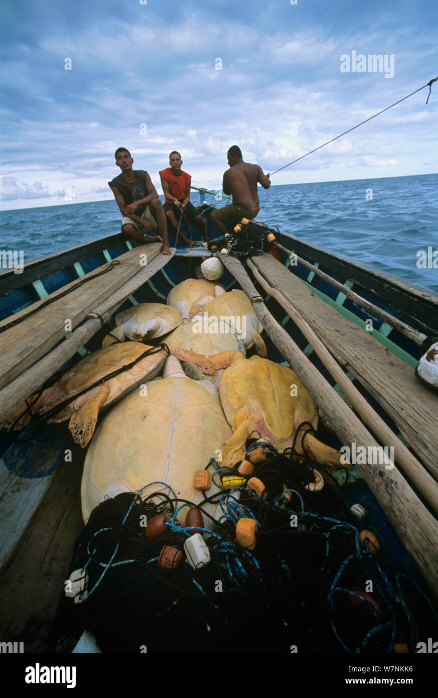 Green turtles (Chelonia mydas) loaded into Duritara boat, hunted by Miskito Indian fishermen, Puerto Cabezas, Nicaragua, Caribbean Sea Model released. Stock Photo