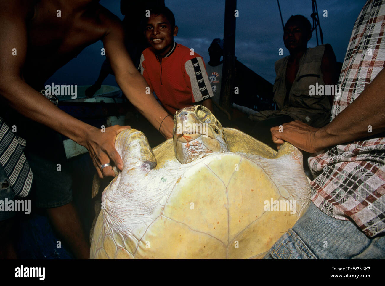 Green Turtle (Chelonia mydas) catch shown off by Miskito Indian fishermen, Puerto Cabezas, Nicaragua, Caribbean Sea Model released. Stock Photo