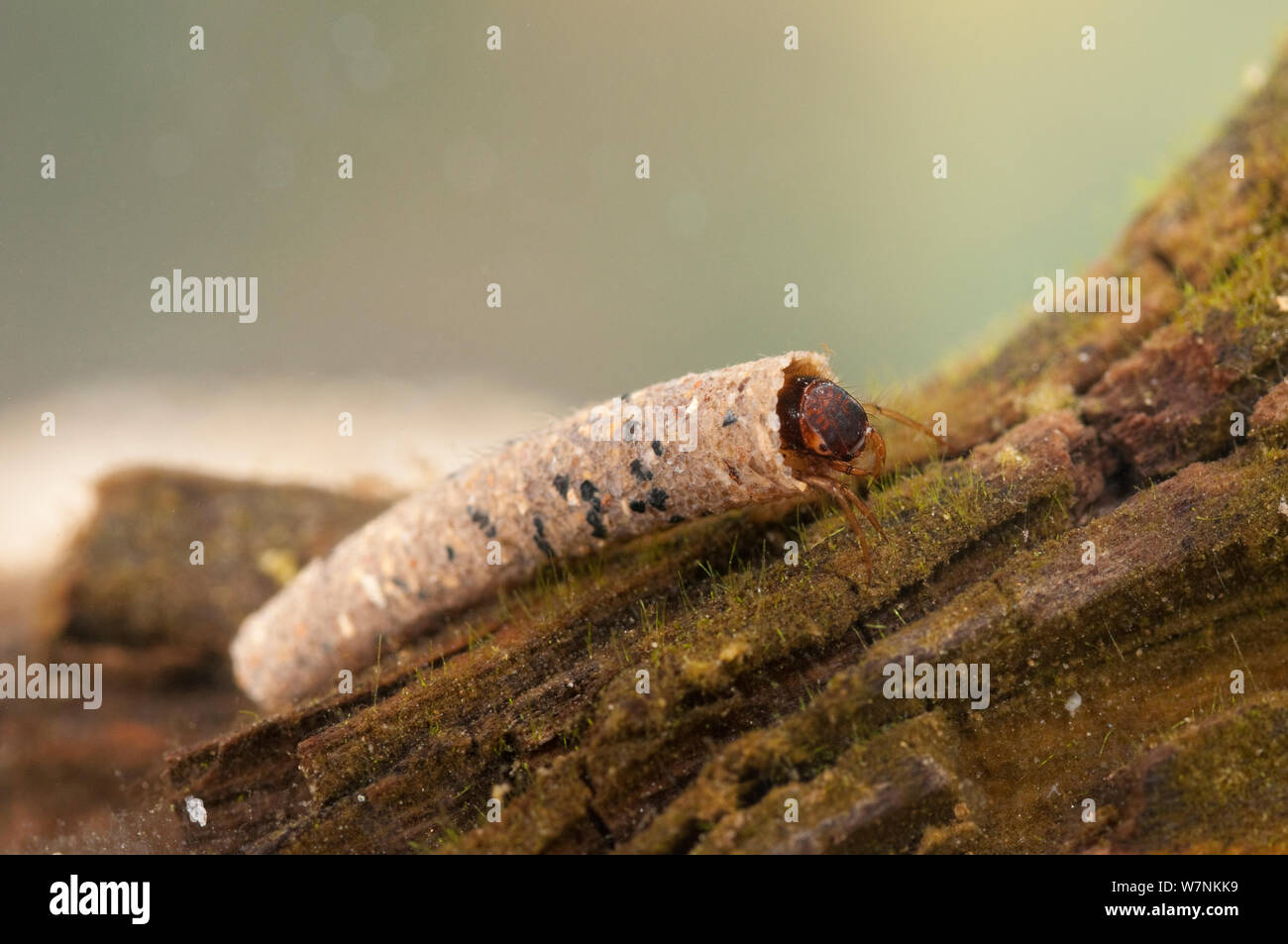 Case-building caddisfly (Trichoptera) larva in protective case made of sand grains, Europe, April, controlled conditions Stock Photo
