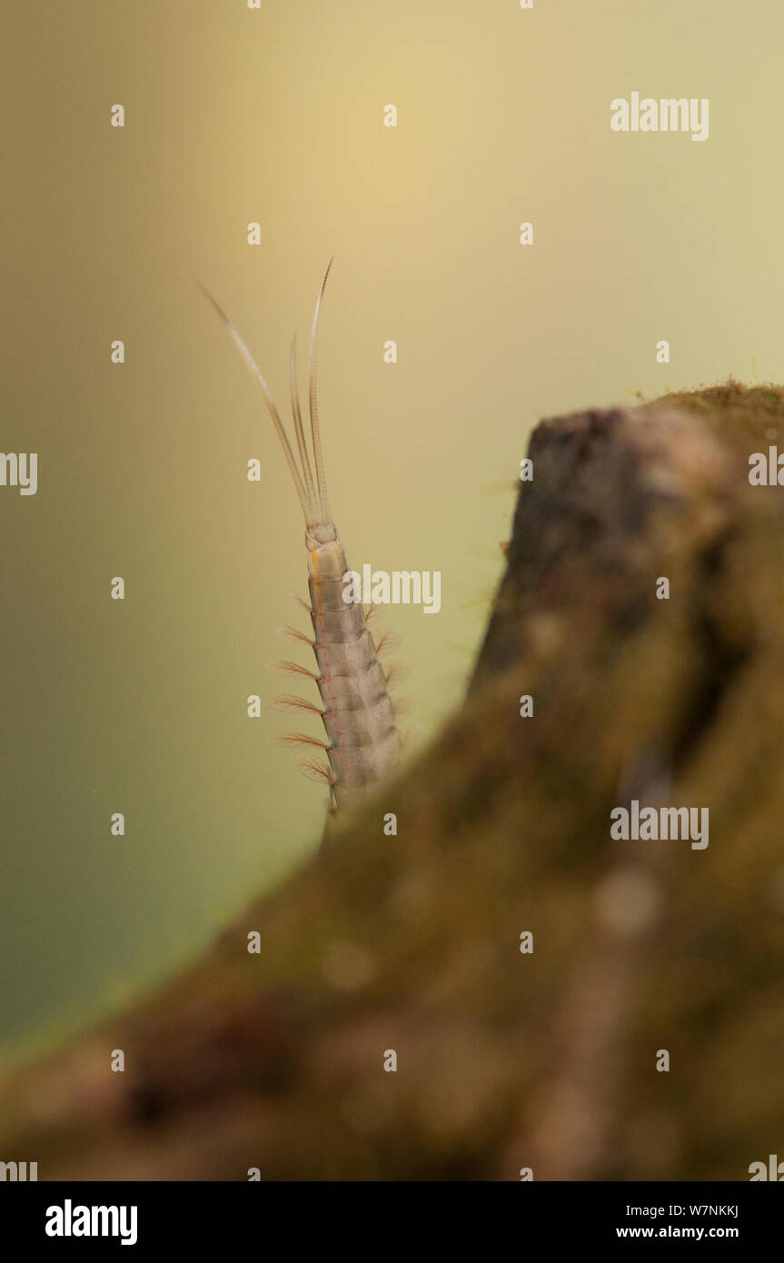 Minnow mayfly nymph (Ephemeroptera, family Baetidae) abdomen and caudal filaments detail, Europe, May, controlled conditions Stock Photo